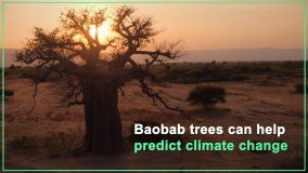 Baobab Trees Can Help Predict Climate Change