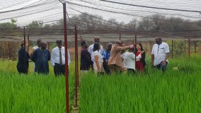 IAEA and FAO Conduct First Atoms4Food Assessment Mission to Burkina Faso