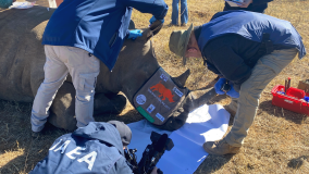 Nuclear Science and Nuclear Security Infrastructure to Protect Rare Rhinos: IAEA-Supported Project Marks a Milestone 